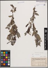 Foto von Salix cinerea L.